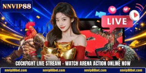 Cockfight Live Stream - Watch Arena Action Online Now